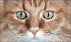 04dennischristensen_cat