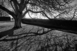 06lisbethj-tree