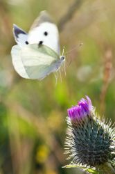 08torbencallesen_bytterfly