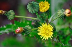 37henning_ukrudt