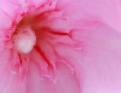 49henning_nerie
