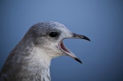 12elsedupont_bird