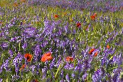 31erwinschrankenmueller-blomster-i-vind