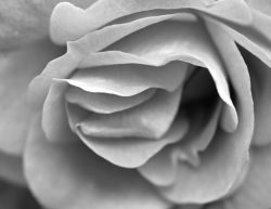 24-henning-rose