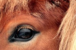 23-henrikhansen_black_eye