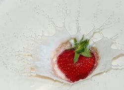 08-claus_otten_jordbaer_splash