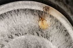 20-a-misser-icebound-spider