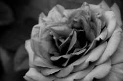 22-anette_bak_soerensen_en_rose