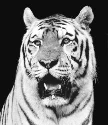 22-bentskovmand_albino_tiger_sh