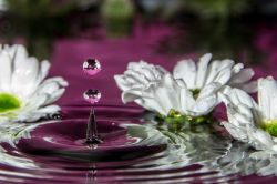 26-anette_bak_soerensen-white-flowerdrops