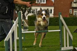 19-anette-bak-soerensen-agility