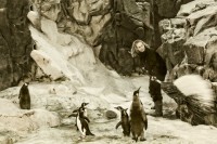 09-anders-misser-pingvinpasser