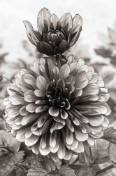 11-anders-misser-dahlia