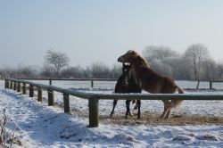 11-else-woejcik-vinterkaade-heste