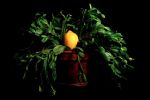 11-peter-kielberg-citronen