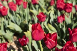 02-11-annemettestollig-tulipaner
