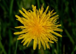 02-11-gunnar-petersen-yellow-green