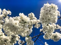 02-11-ruddi-hansen-hvide-blomster