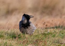 01-11-gunnar-petersen-griseo-corvus