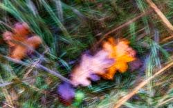 04-11-leif-elsborg-gul