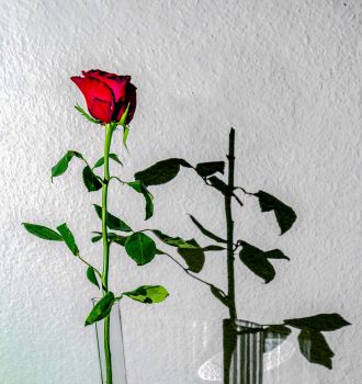 02-05-SørenGylck-Rosen-uden-skygge