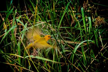 04-02-claus-otten-yellowbird