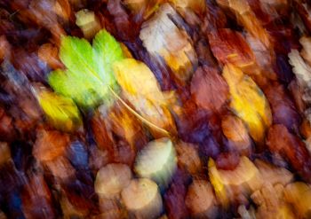 04-11-leif-elsborg-autum